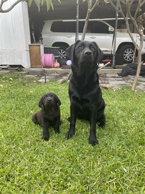 kooribinjal labradors.